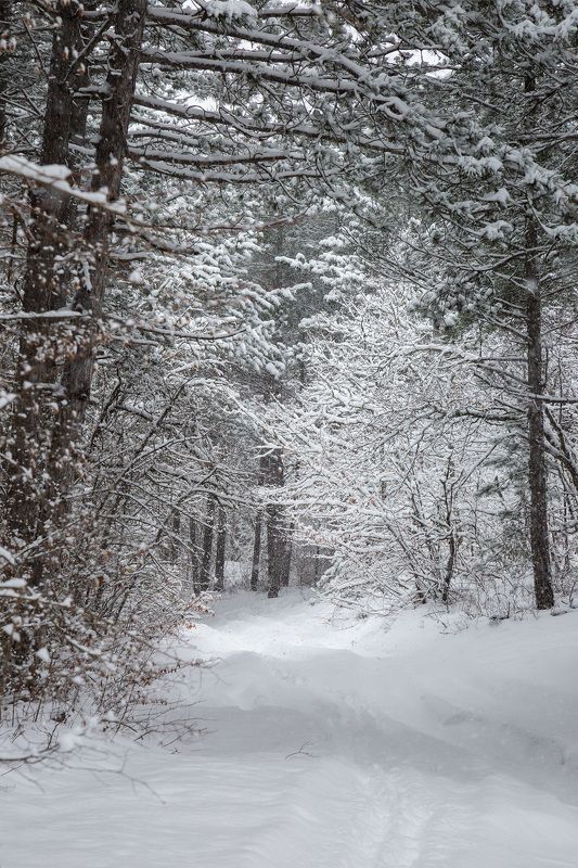 В заснеженном лесу фото превью