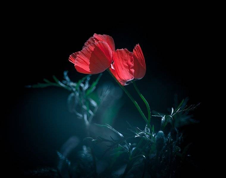 , тимур-тень