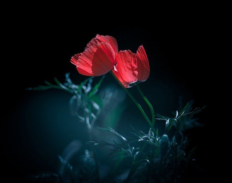 Flovers фото превью