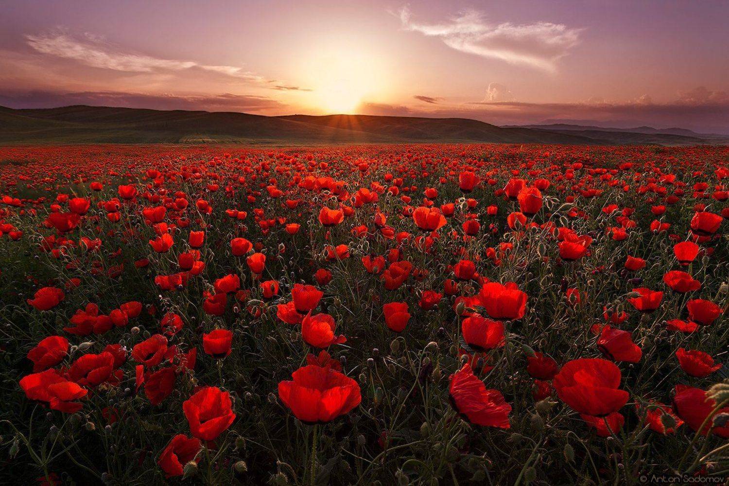маки, поле, закат, цветы, таджикистан, Антон Садомов