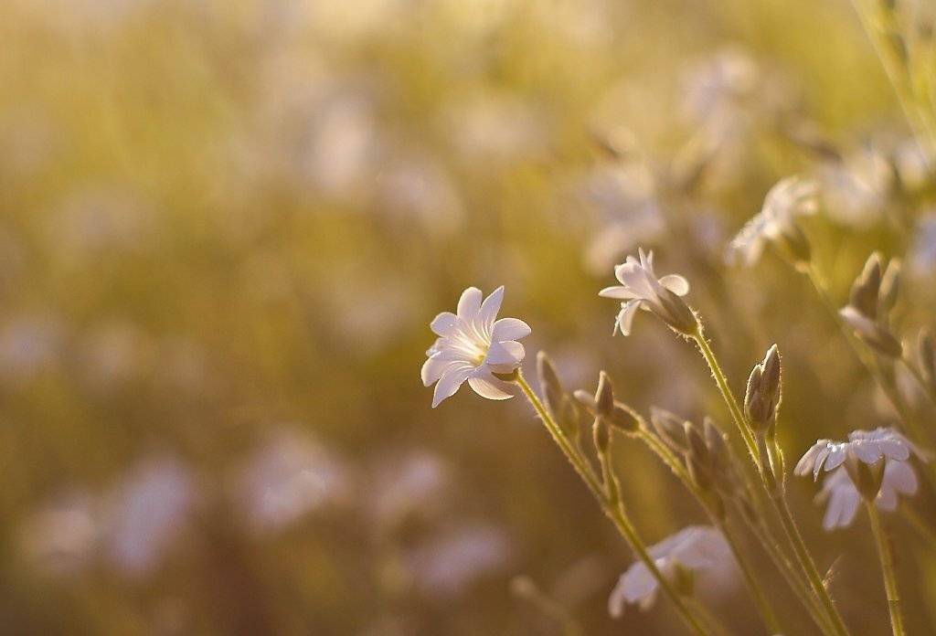 , Franti&scaron;ek Uhler