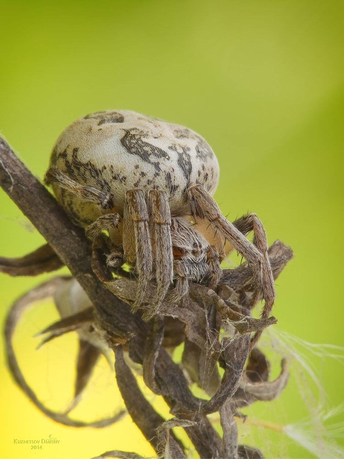 , Кузнецов Дмитрий