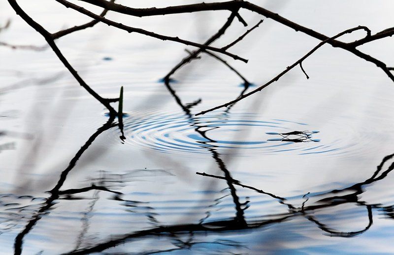 водомерка опять о водомерках фото превью