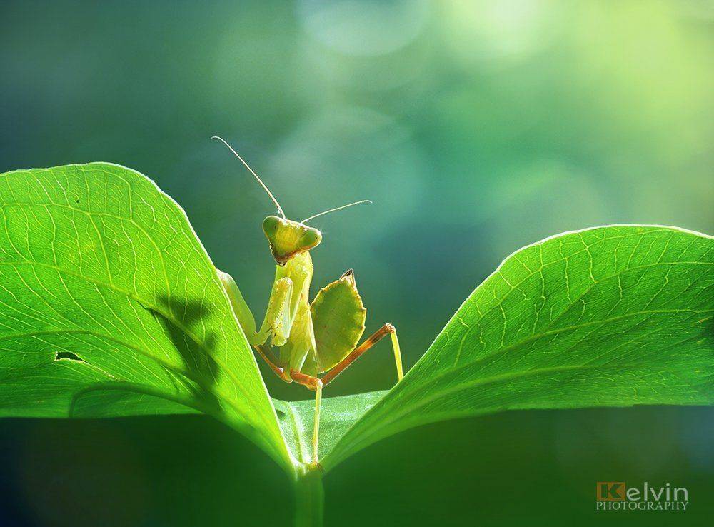 , Kelvin Huy