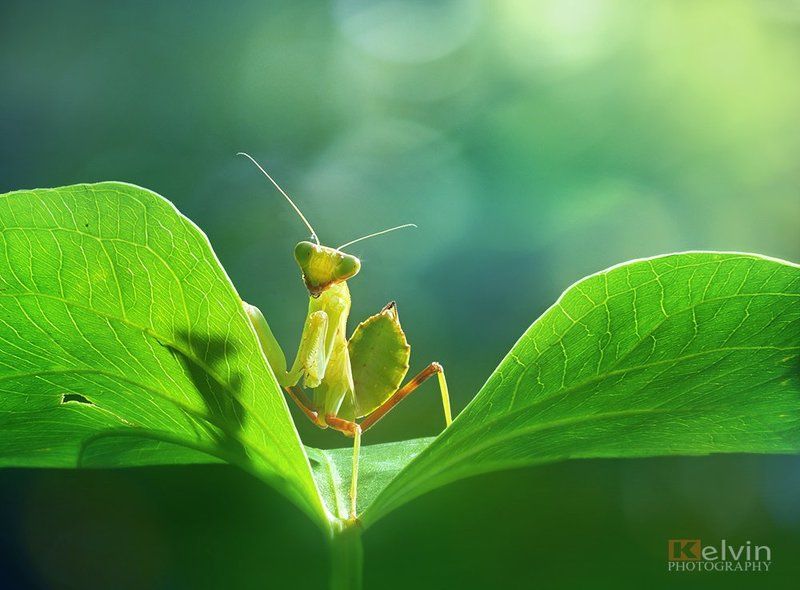 Bọ Ngựa фото превью