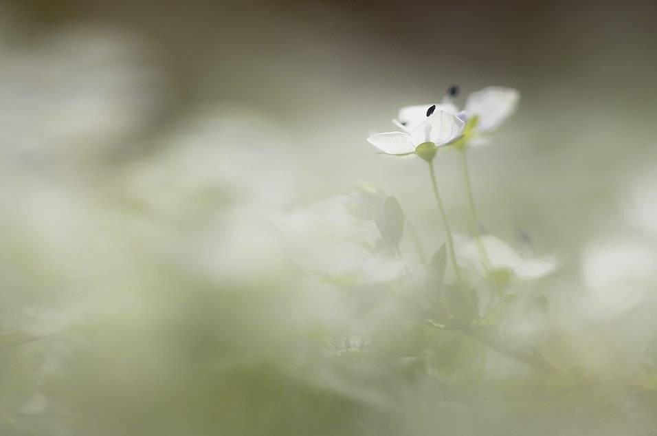 , Иваненко Светлана