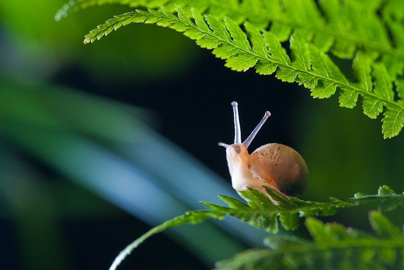 Любимый папоротник фото превью