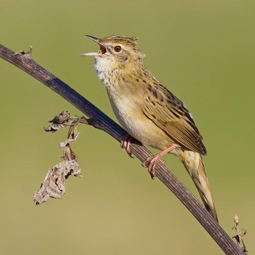 Locustella naevia.