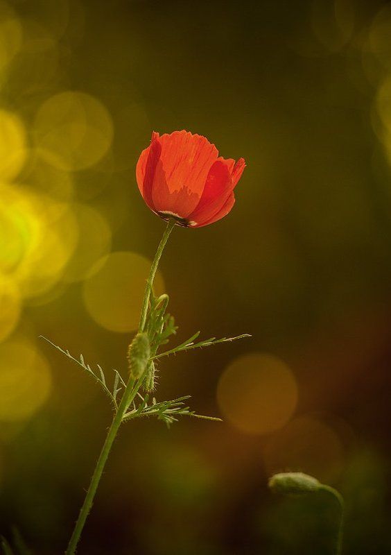 маки фото превью