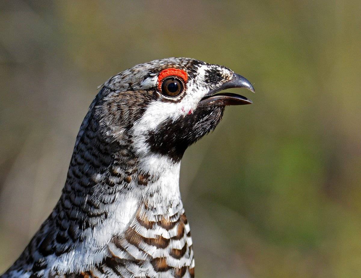 рябчик, птицы, якутия, alexdersu