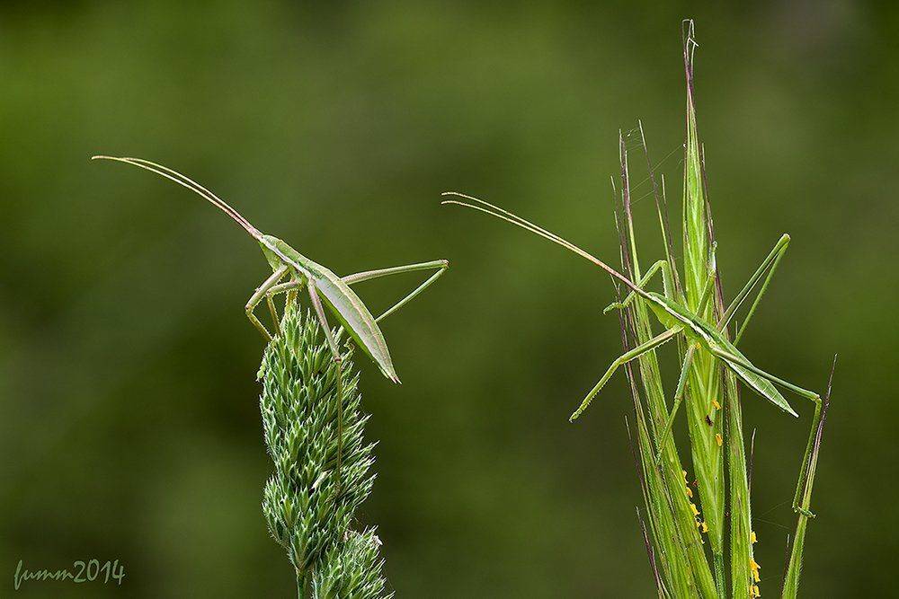 , Игорь ФУММ