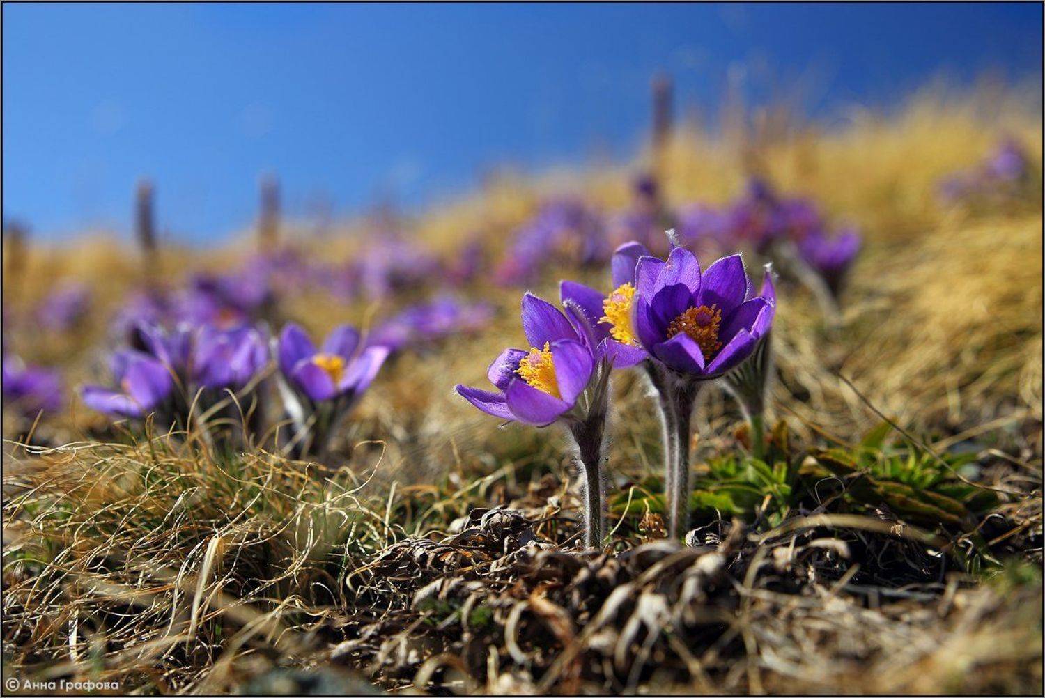 , Аня Графова