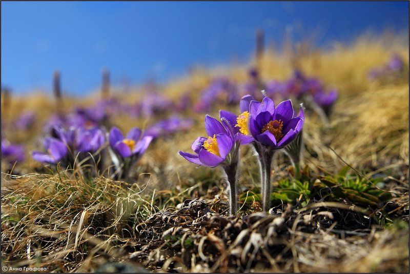 Весенний сюрприз фото превью