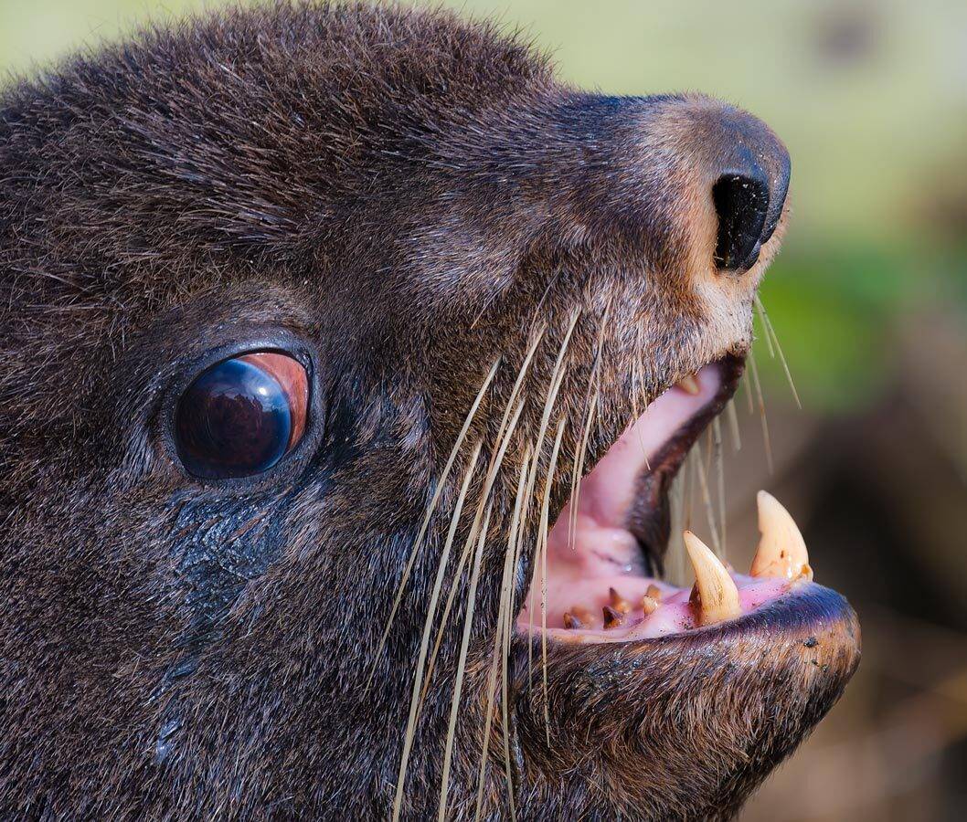 северный морской котик, полусекач, морские млекопитающие, остров беринга, командоры, Дмитрий Уткин