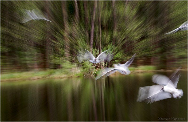 larus, ridibundus, озёрная, чайка Движение-жизнь! фото превью