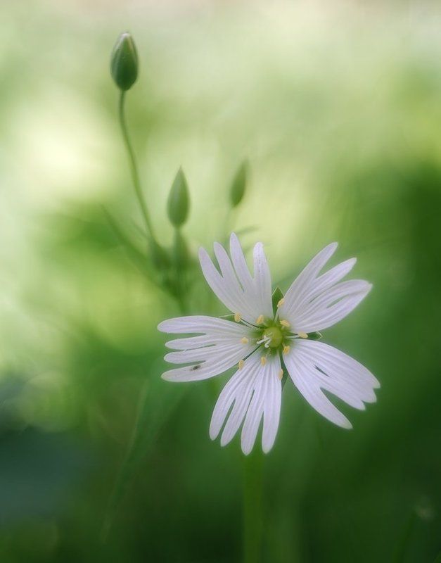 closeup, nikon 1j1, wollensak cine raptar 25/2.5 *** фото превью