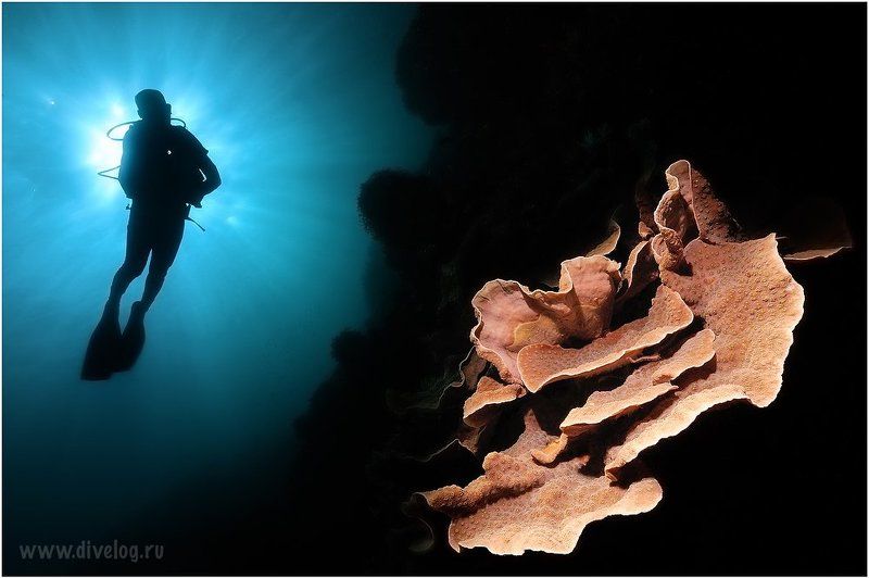 Indonesia, Wide angle Rose фото превью