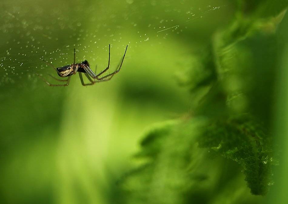 , Иваненко Светлана