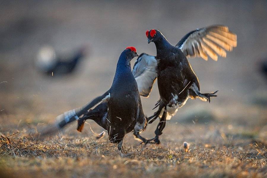 Дикая природа, Сергей иванов, Тетерева, Сергей Иванов