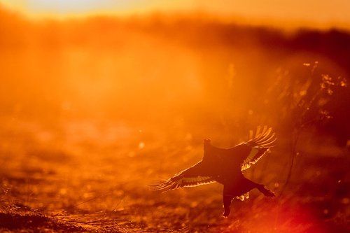 Навстречу утренней заре