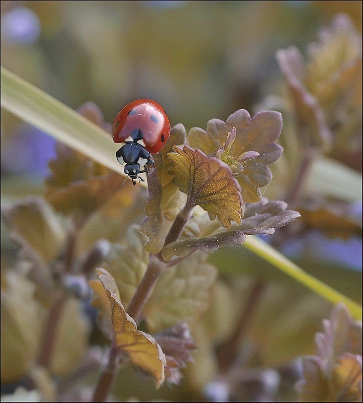 Безумная вишенька... фото превью