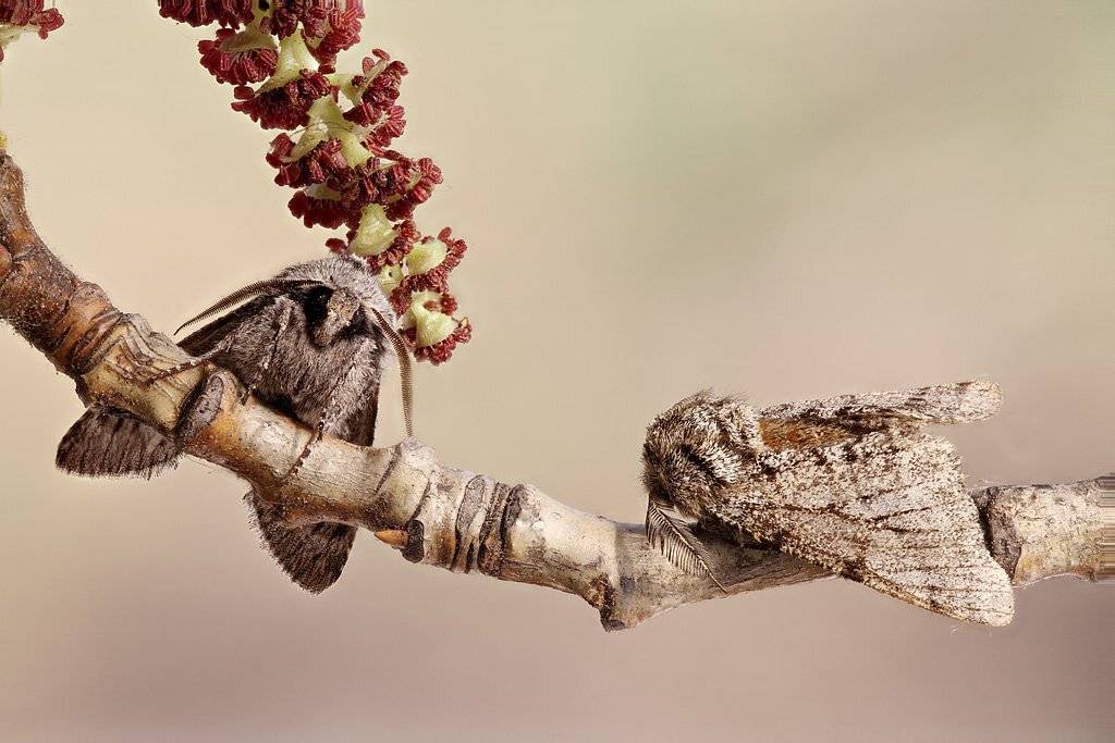 , Сергей Таланов