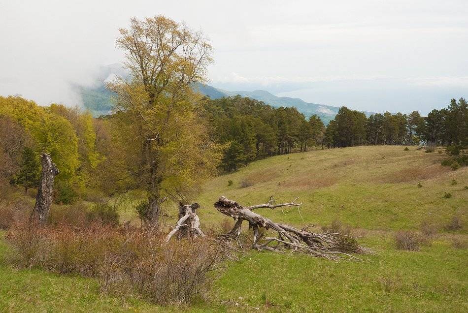 , Саша  Вайсберг / Waldschnepfe /