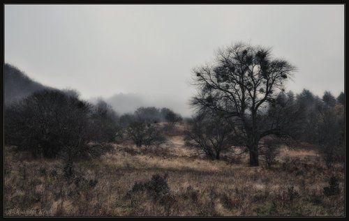 Как-то утром туманным...