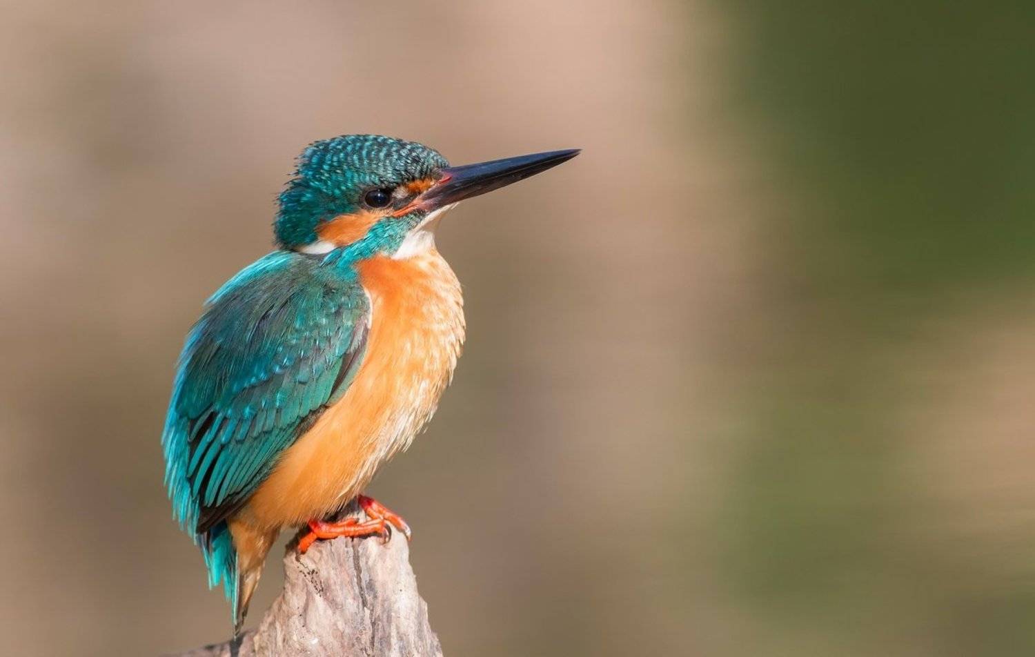 Зимородок, Александр Чибиркин