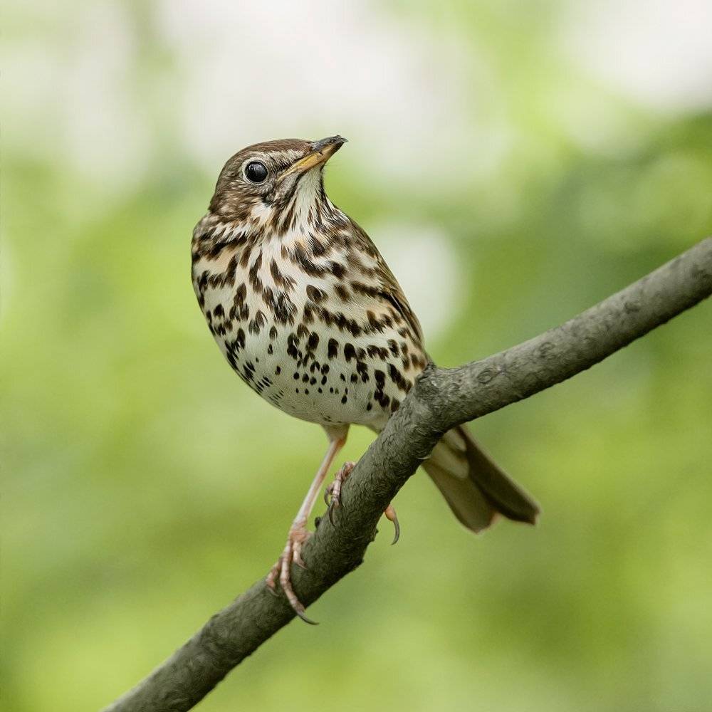 , Валерий Субачев