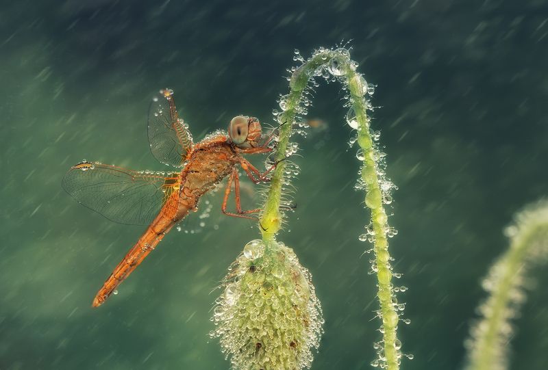*** фото превью