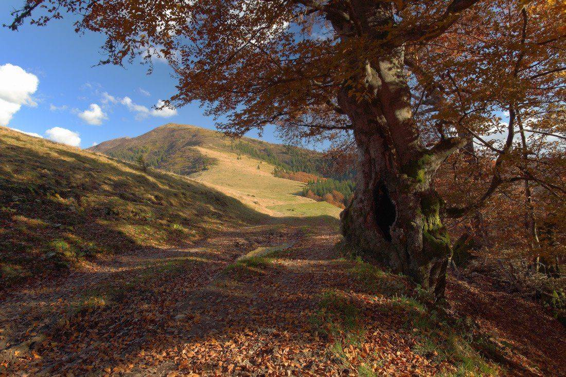 , Ярослав Тюрменко (Jaremi)