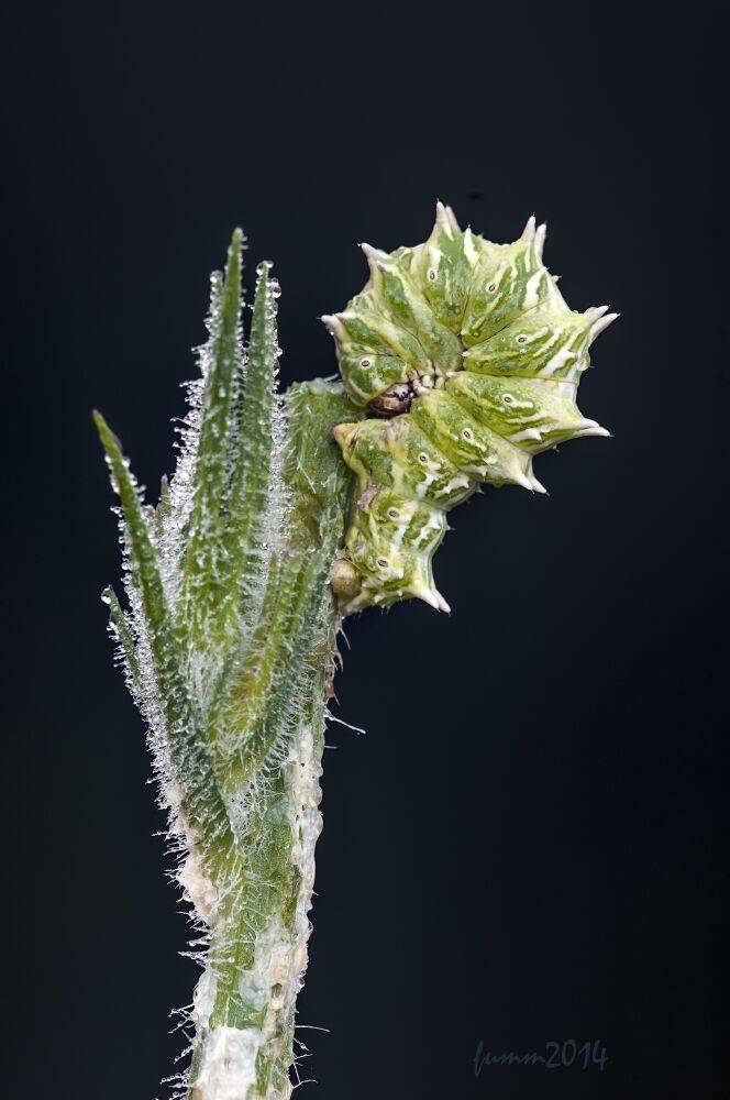 , Игорь ФУММ