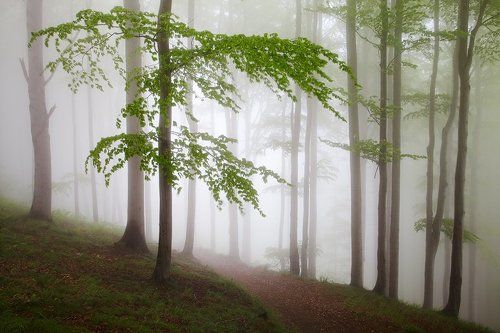 Spring Forest #1