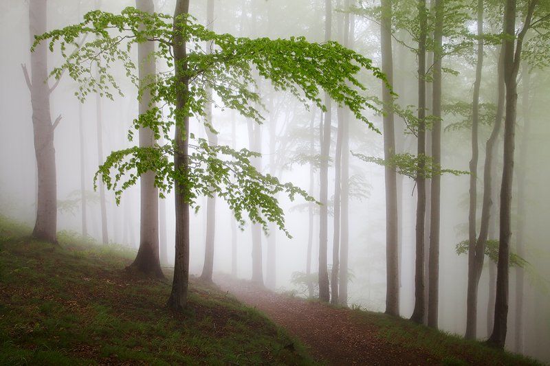 Spring Forest #1 фото превью