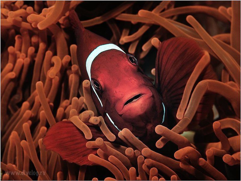 Красный цвет фото превью