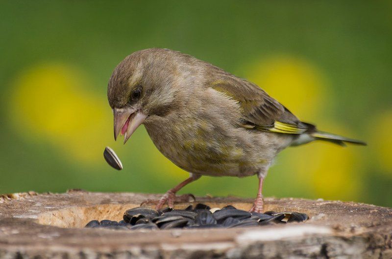Сила взгляда фото превью