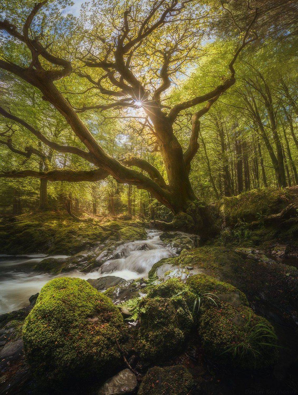 , Даниил Коржонов