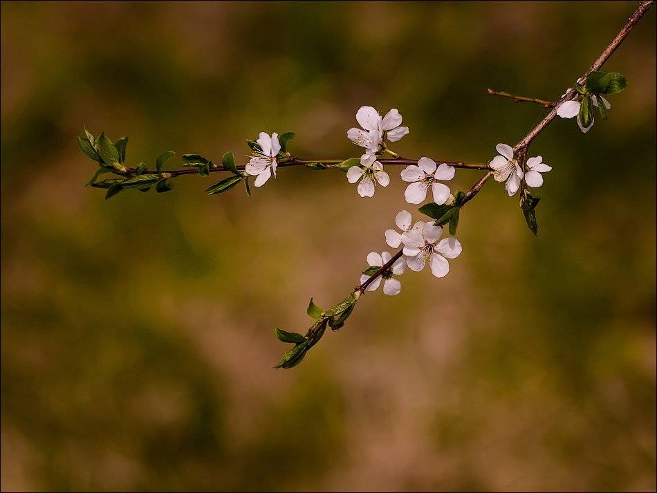 , Бурлов Андрей