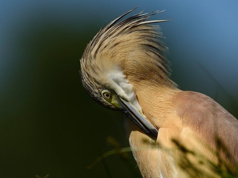 Squacco heron фото превью