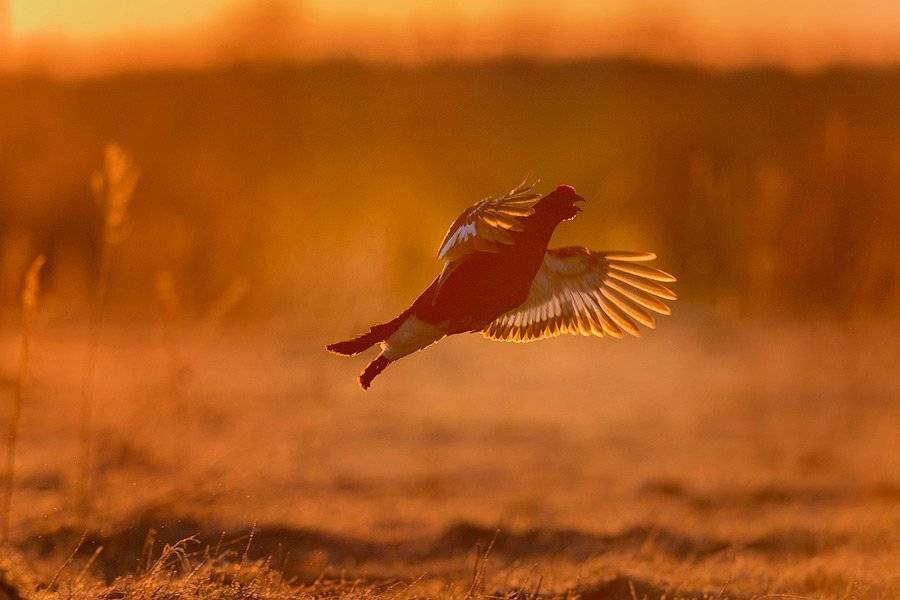 Дикая природа, Сергей иванов, Тетерева, Сергей Иванов