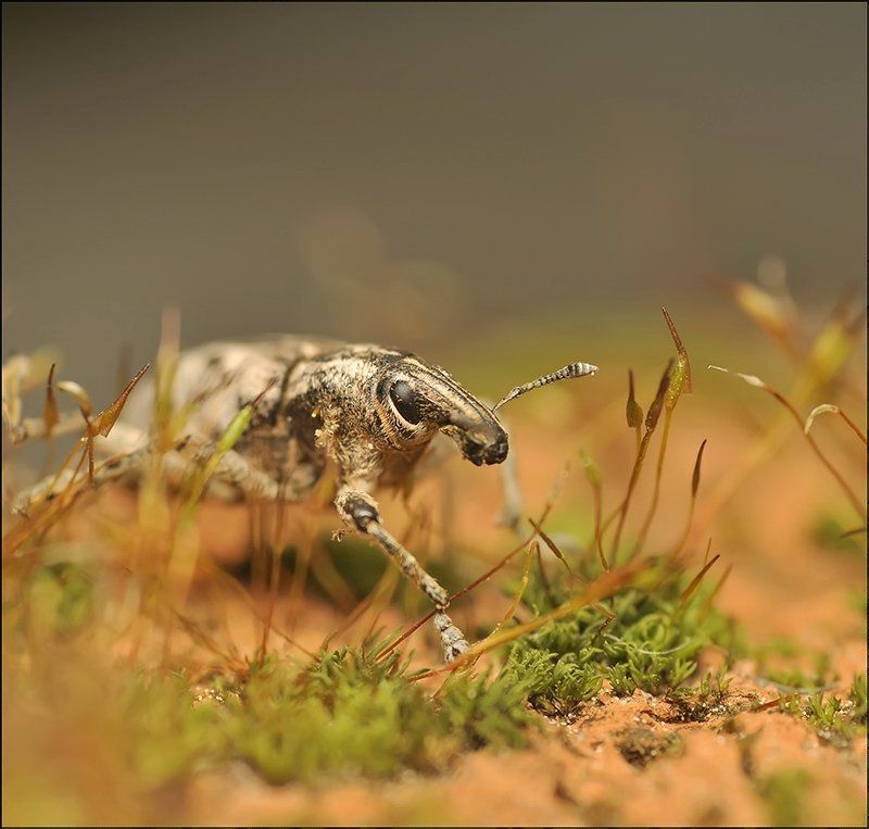 Непрошенный... фото превью
