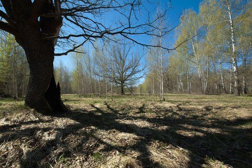 PRO весенние тени…