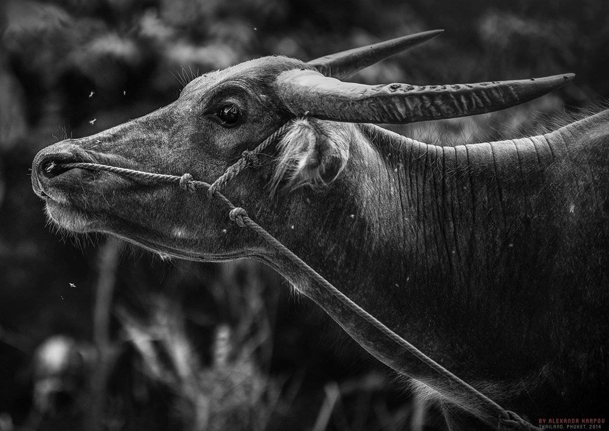 Cow, Бык, Животное, Корова, Красивое, Природа, Тайланд, Чб, Карпов Александр