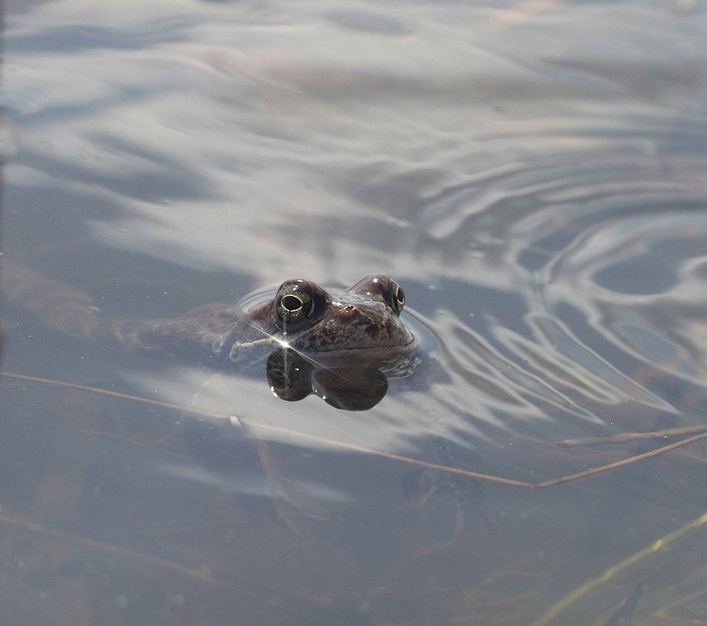 , Сергей Таланов