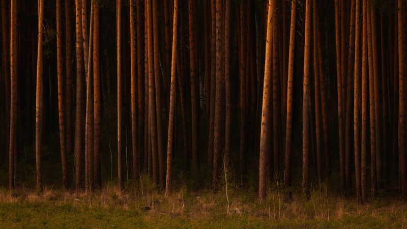 В дремучем лесу фото превью