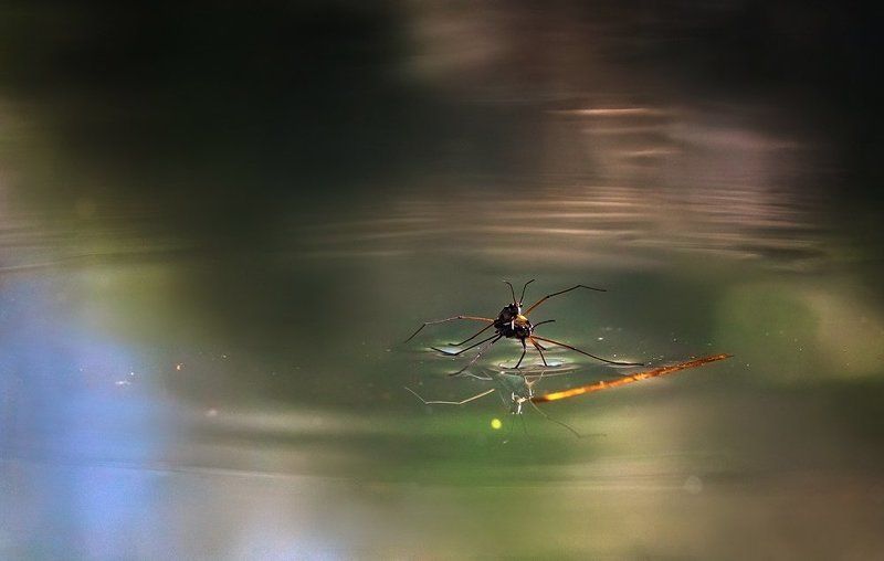 Вода, Водомерка Про любовь :) фото превью