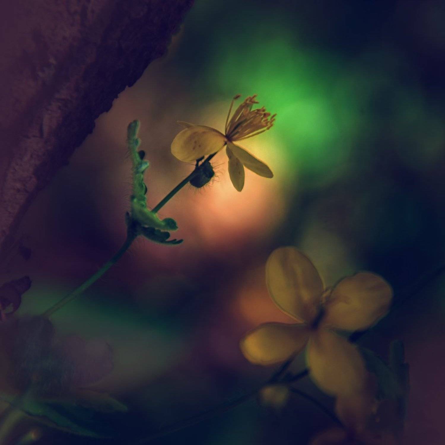 , Лана Тополева