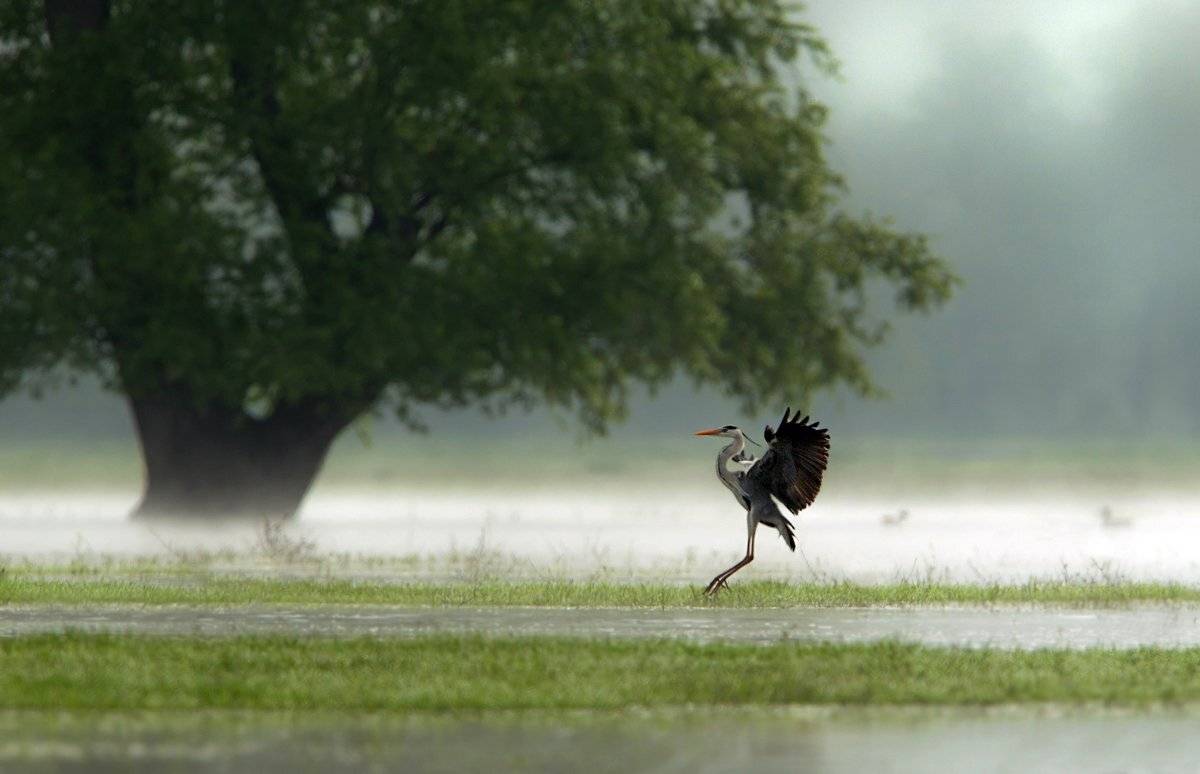 ardea cinerea, bulgaria, grey heron, Ivan Ivanov
