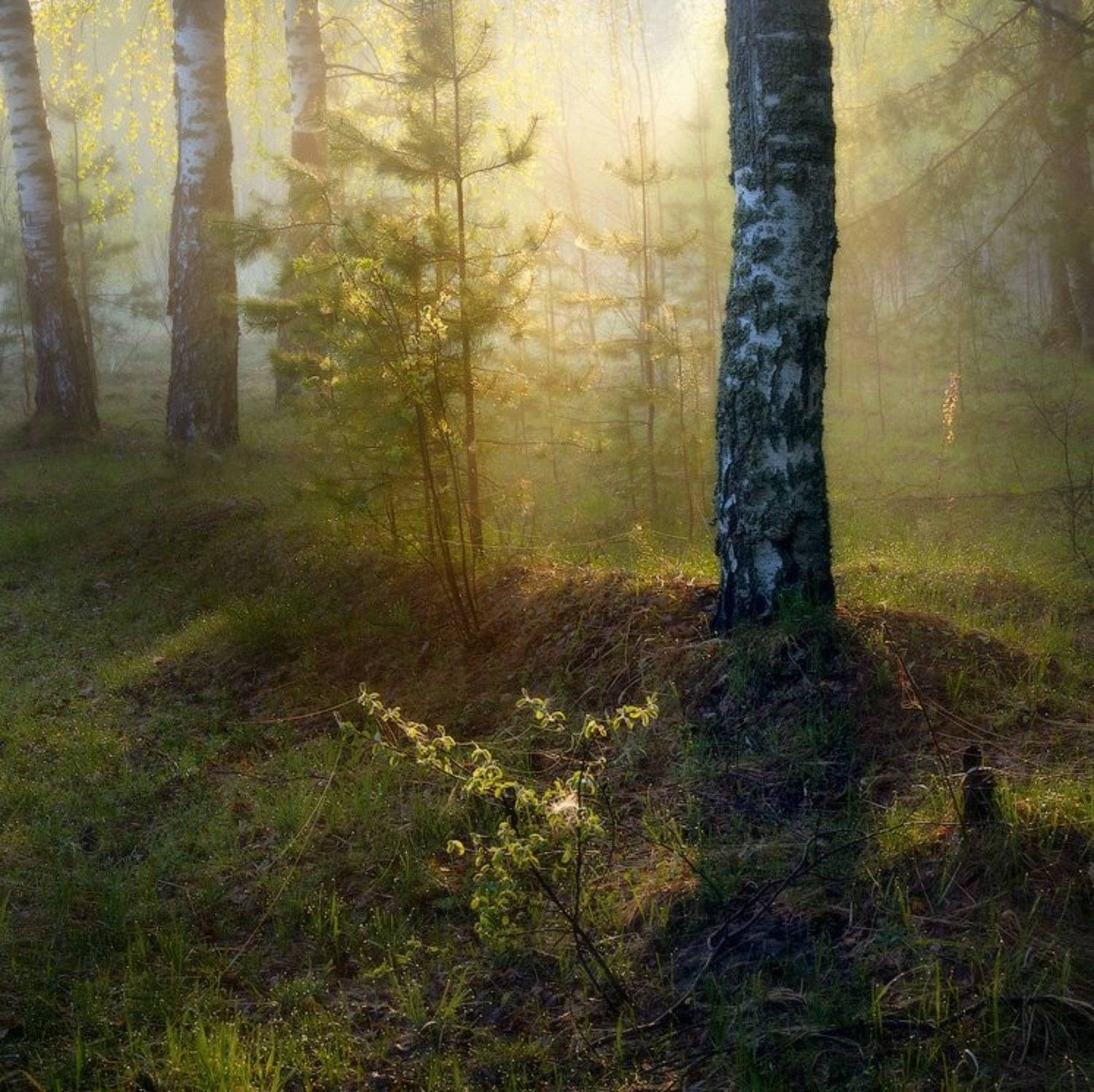 , Дмитрий Алексеев